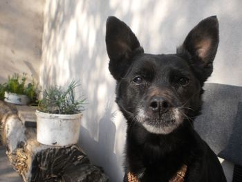 Close-up portrait of dog