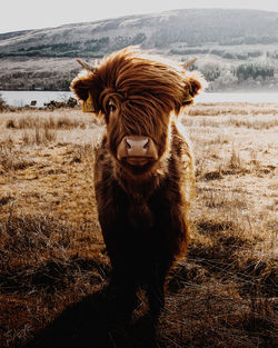 Portrait of a horse on field