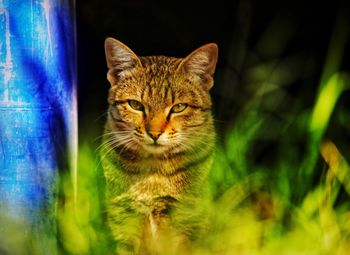 Close-up portrait of tabby cat