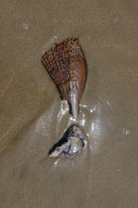 High angle view of fish swimming in sea