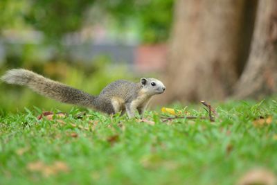 Squirrel on a field