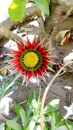 Flower blooming outdoors