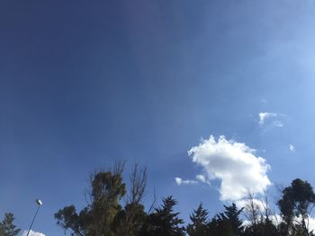 Low angle view of trees against blue sky