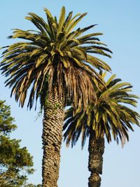 Low angle view of palm tree against sky
