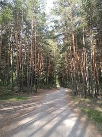 Road amidst trees in forest