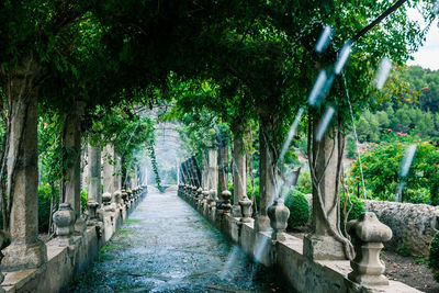 Narrow pathway along trees in park