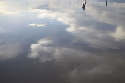 Reflection of trees in water