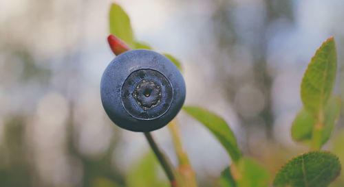 Close-up of water drop on plant