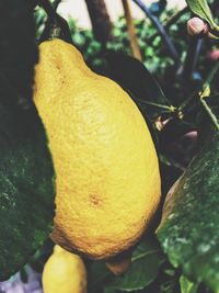 Close-up of yellow fruit on tree