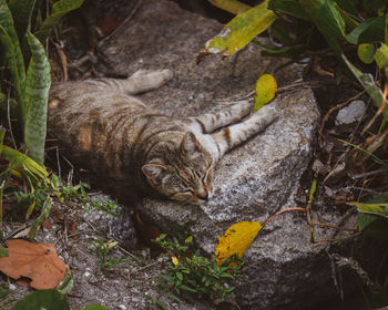 Cat relaxing on field