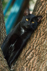 Close-up portrait of black cat