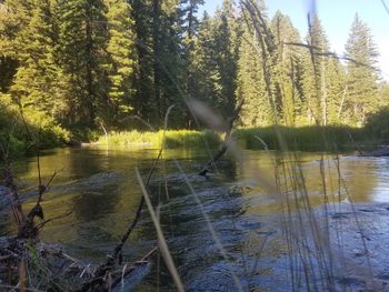 Reflection of trees in lake