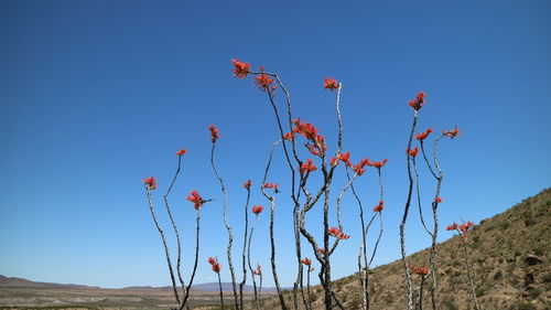 Low angle view of red flowers against clear blue sky