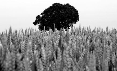 Close-up of crops on field against clear sky