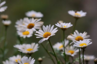 Close-up of white daisy flowers