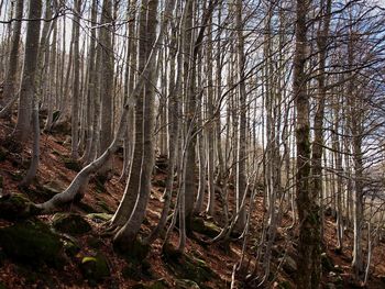 Bare trees in forest