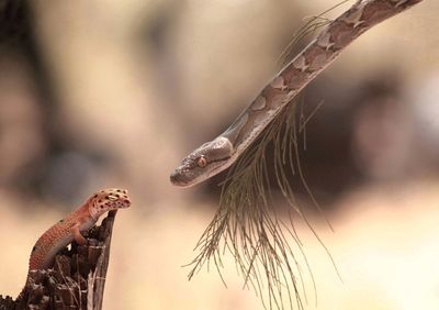 Close-up of snake looking at lizard in forest