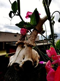 Close-up of rose plant against sky