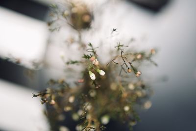 Close-up of white flowering plant