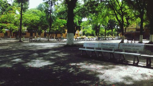 Trees in park