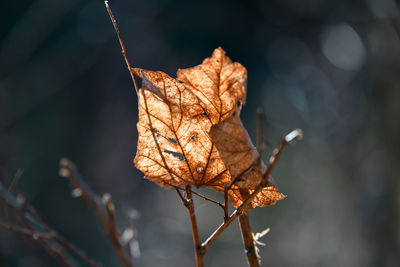 Close-up of dry leaf against blurred background