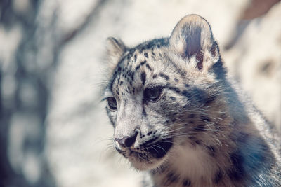 Close-up of a cat looking away