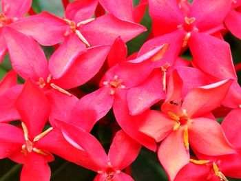 Close-up of pink flowers