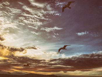 Low angle view of silhouette birds flying against sky
