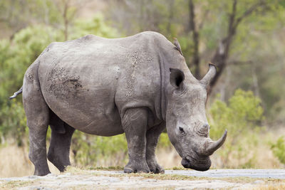 White rhinoceros standing on field