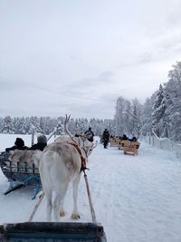 Reindeer on snow covered field