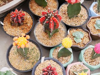 High angle view of various flowers in market