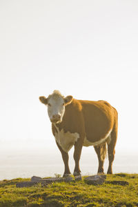 Portrait of cow