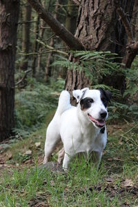 White horse in forest