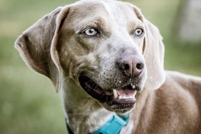 Close-up portrait of dog