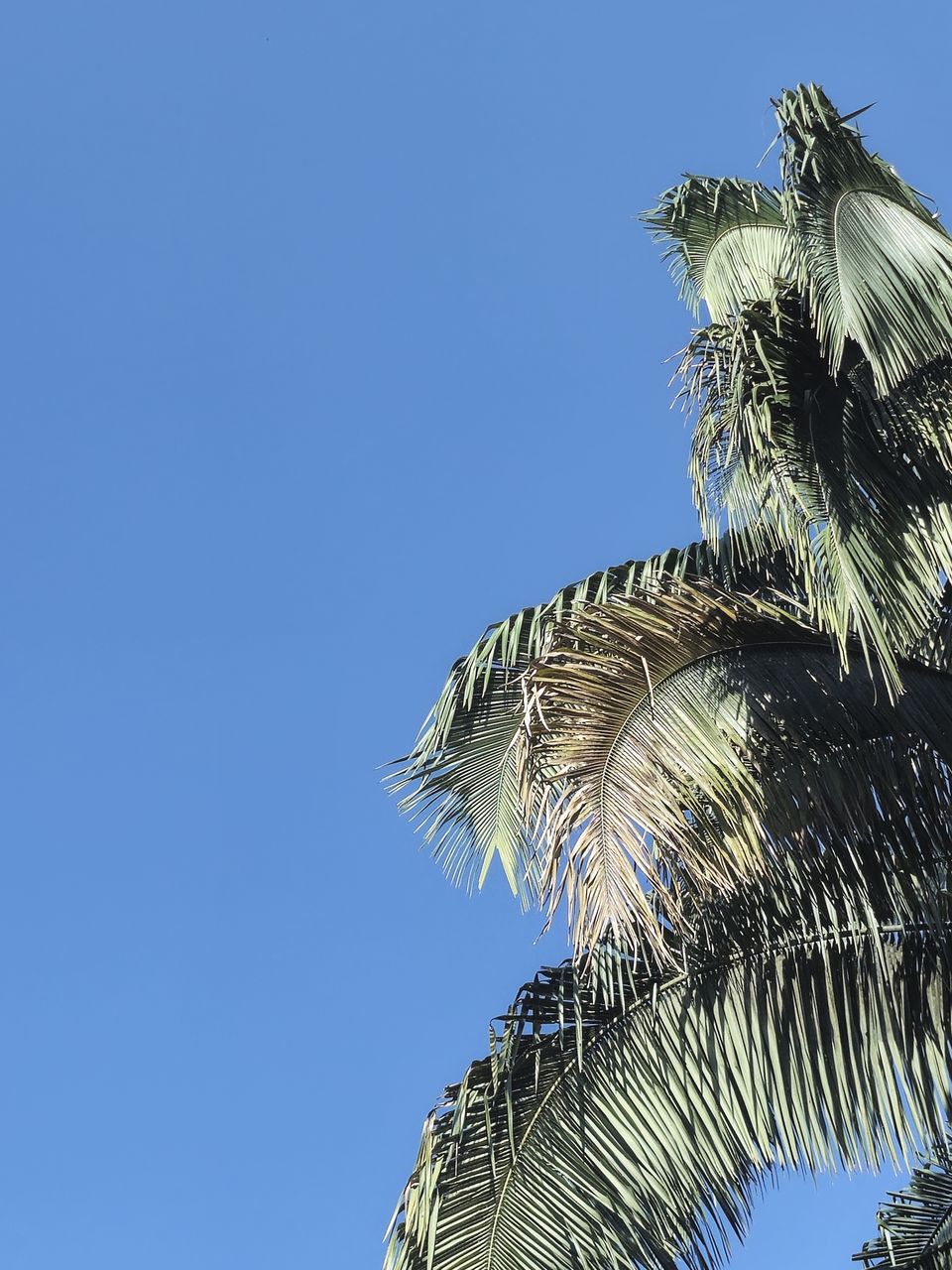 blue, sky, clear sky, nature, tree, low angle view, branch, plant, leaf, no people, palm tree, copy space, outdoors, day, palm leaf, sunny, flower, tropical climate, growth, beauty in nature, wing