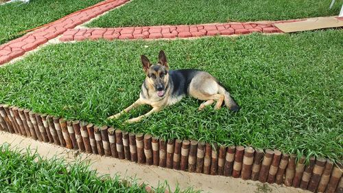 High angle view of dog on field