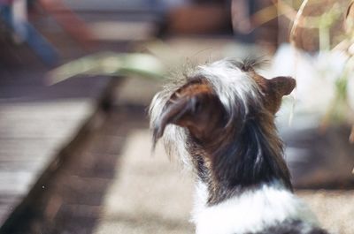 Close-up of dog