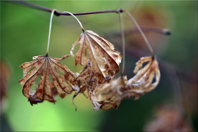 Close-up of dry leaves