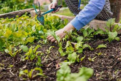 Midsection of person planting in raised bed