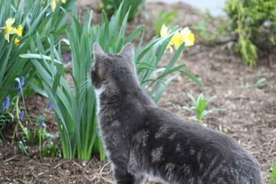 Cat on field