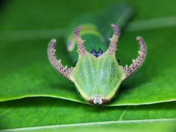 Close-up of insect on leaf