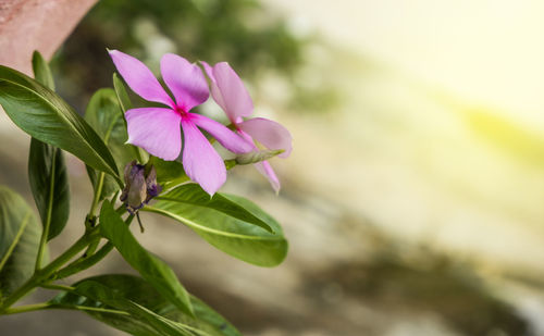 Close-up of pink flowering plant