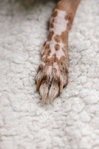 Hairless dog's paw on carpet