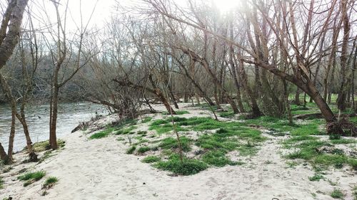 Bare trees in forest