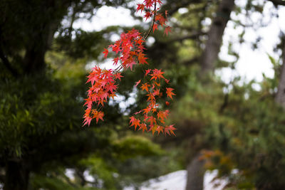 Close-up of red maple leaves on tree