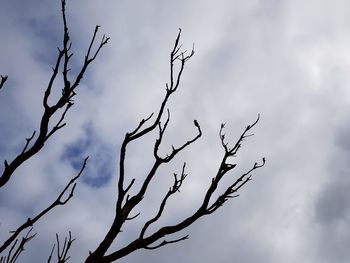 Low angle view of bare tree against sky