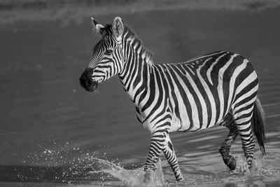 Zebra walking at lakeshore