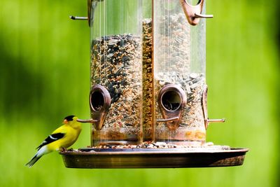 Close-up of bird on feeder
