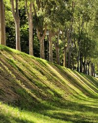 Scenic view of forest