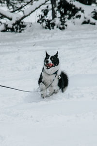 Dog running on snow covered land